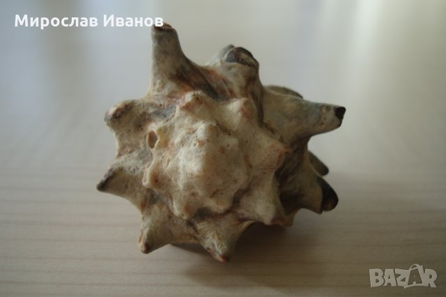 раковина от остров Мадагаскар, снимка 2 - Декорация за дома - 22883440