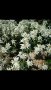 Еделвайс, снимка 1 - Градински цветя и растения - 21545493