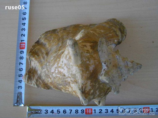 Раковина - 3, снимка 3 - Други ценни предмети - 14605068