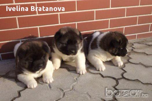 Американска Акита, снимка 2 - Акита - 12445600