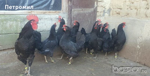 Яйца от Черна Шуменска кокошка , снимка 3 - Кокошки и пуйки - 20271982