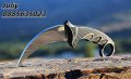 Карамбит - Cold Steel Tiger  , снимка 7