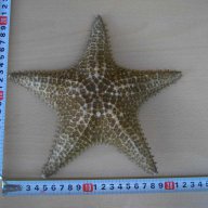 Звезда морска - 2, снимка 3 - Други ценни предмети - 14603958