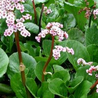 Bergenia 'Baby dall', снимка 3 - Градински цветя и растения - 21977108