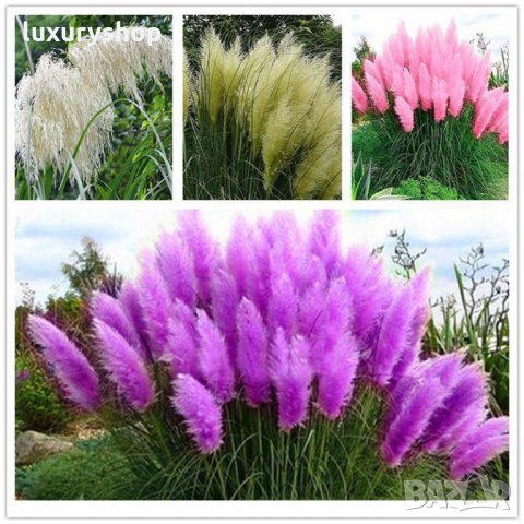 Pack семена Трева Cortaderia пера, папратова трева, папур, снимка 2 - Градински цветя и растения - 24818948