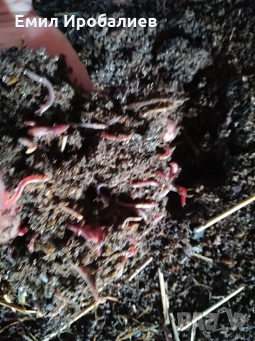 Продавам Органична  течна тор от ЧКЧ !!! Производител !!! , снимка 3 - Сортови семена и луковици - 17315367