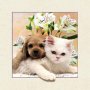 Куче и коте Постер 5D 40х40см, снимка 1 - Декорация за дома - 25972994