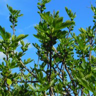 Фиданки смокиня, сорт Ficus carica Kadota bianco, мъжки, снимка 2 - Стайни растения - 11542887