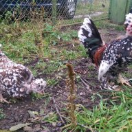 Sergiev Farm продава пилета и яйца от различни видове кокошки, снимка 16 - Кокошки и пуйки - 13584889