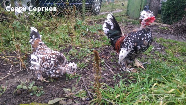 Sergiev Farm продава пилета и яйца от различни видове кокошки, снимка 16 - Кокошки и пуйки - 13584889