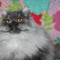 Сребърна чинчила  /  Persian cat, снимка 2 - Персийска - 18951274