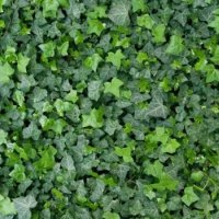 Юка, агаве, столетник, столистник вечно зелени и студоустойчиви, снимка 15 - Градински цветя и растения - 20855544