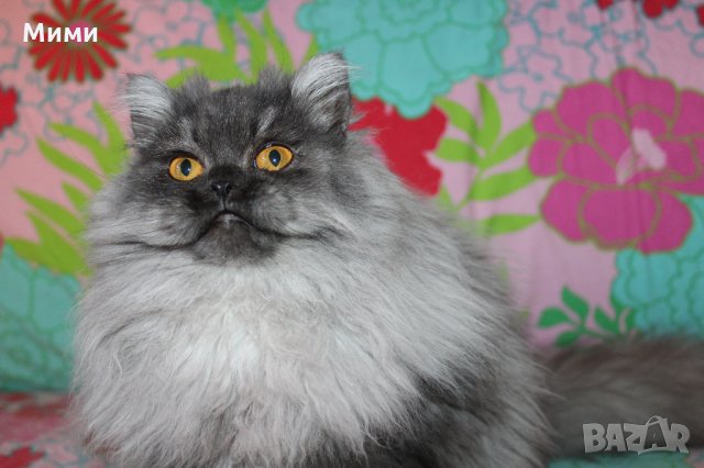 Сребърна чинчила  /  Persian cat, снимка 2 - Персийска - 18951274