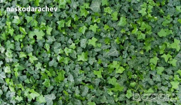 Юка, агаве, столетник, столистник вечно зелени и студоустойчиви, снимка 15 - Градински цветя и растения - 20855544