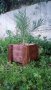 Дървени саксии (кашпи) за растения, снимка 6
