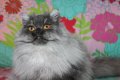 Сребърна чинчила  /  Persian cat, снимка 2