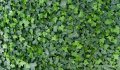 Юка, агаве, столетник, столистник вечно зелени и студоустойчиви, снимка 15