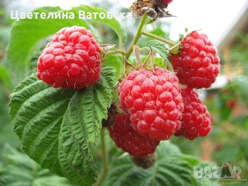 Продаваме  качествен разсад малина сорт Херитидж, снимка 1