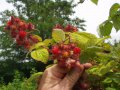 Японска малина(Rubus phoenicolasius), снимка 2