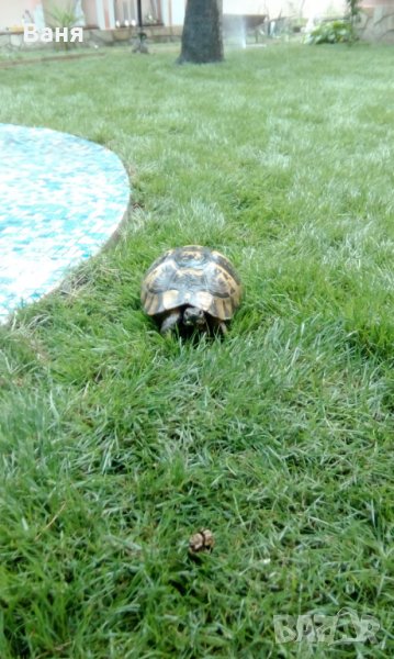 Тревен чим, снимка 1