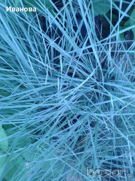 Авена - декоративна трева, снимка 1