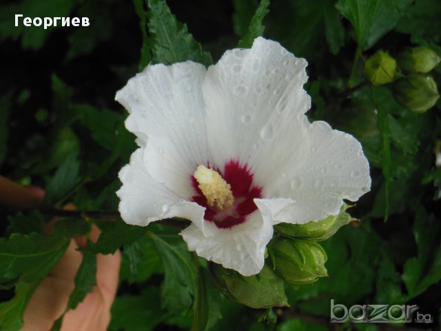 Бяла дървесна ружа/ китайска роза / хибискус, снимка 3 - Градински цветя и растения - 11542804