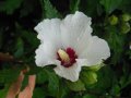 Бяла дървесна ружа/ китайска роза / хибискус, снимка 3