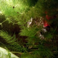 Водорасли за аквариум  Роголистник (лисича опашка) растения, снимка 3 - Аквариуми - 22263626