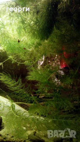 Водорасли за аквариум  Роголистник (лисича опашка) растения, снимка 3 - Аквариуми - 22263626