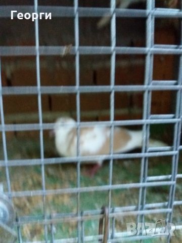 гугутки, снимка 10 - други­ - 25719703