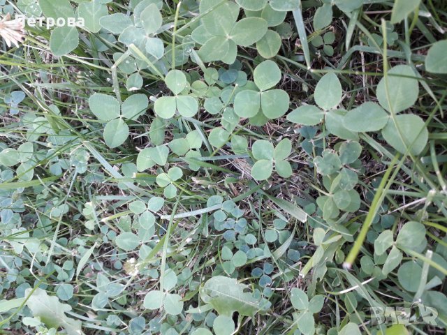 Четирилистни детелини, снимка 9 - Други - 21881277