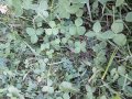 Четирилистни детелини, снимка 9