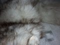  Шал яка от полярна бяла лисица , снимка 13