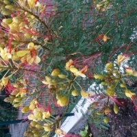 Цезалпиния, снимка 6 - Градински цветя и растения - 26153946