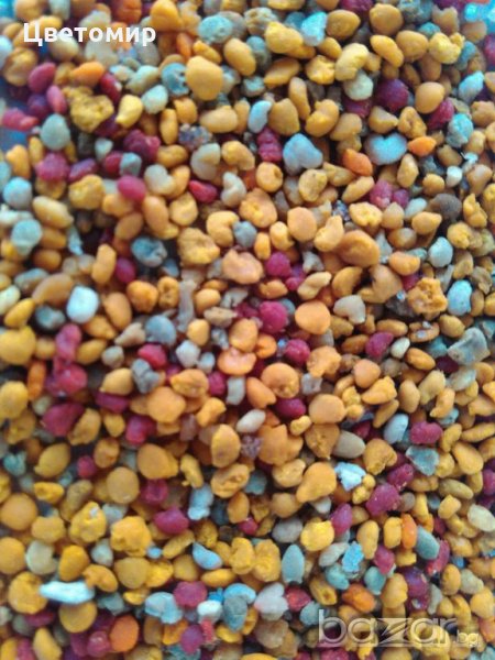 Пчелен прашец , снимка 1