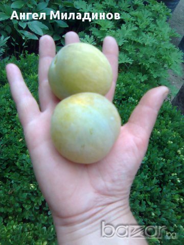 Едроплодна Слива Бельовица, снимка 2 - Градински цветя и растения - 11913500