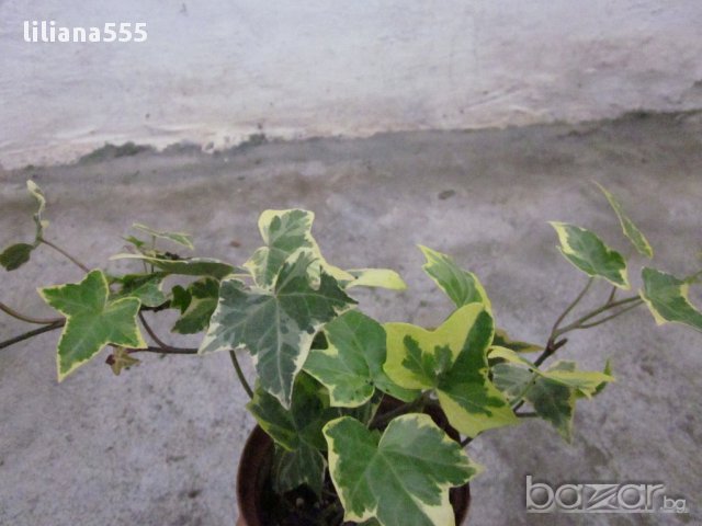 Бръшля̀н- за озеленяване стени,телени мрежи,  тераси и др, снимка 8 - Градински цветя и растения - 10636384