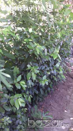 Промоция на дафинов лист - лаврово дърво, снимка 4 - Стайни растения - 14936605