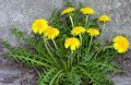 Глухарче с корен 💥, снимка 1 - Градински цветя и растения - 25214126