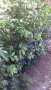 Промоция на дафинов лист - лаврово дърво, снимка 4