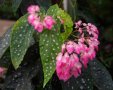 Бегония (Begonia), снимка 1 - Градински цветя и растения - 20555188