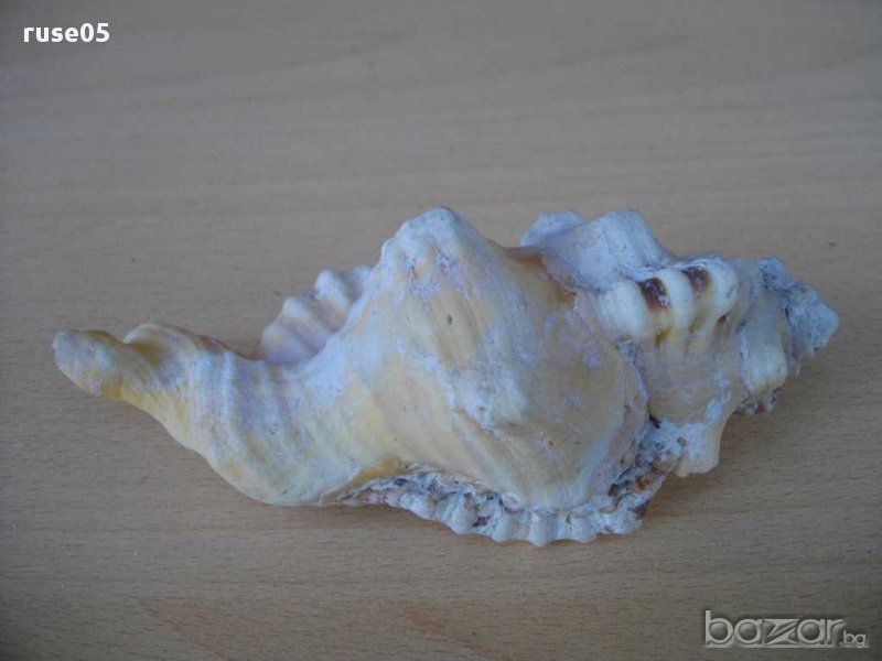 Раковина - 9, снимка 1