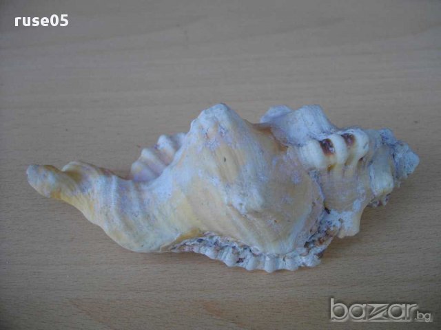 Раковина - 9