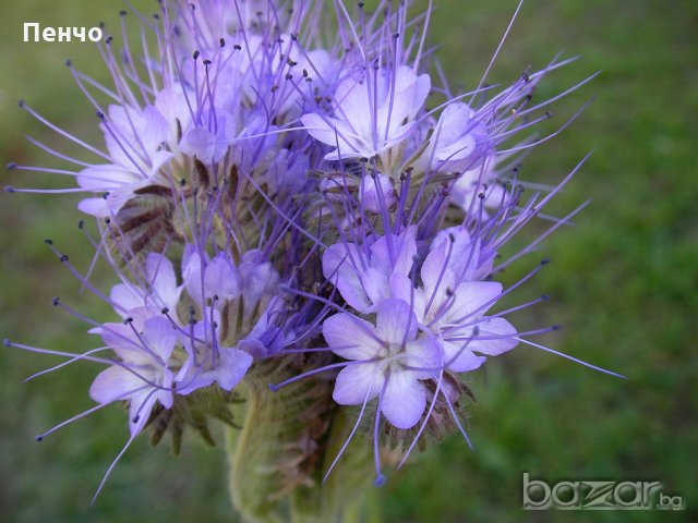 Семена от Фацелия - медоносно растение за пчелите разсад семена пчеларски растения силно медоносно, снимка 4 - Сортови семена и луковици - 19318153