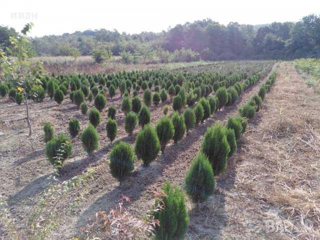 Източна туя Пролетна промоция, снимка 3 - Градински цветя и растения - 10099584