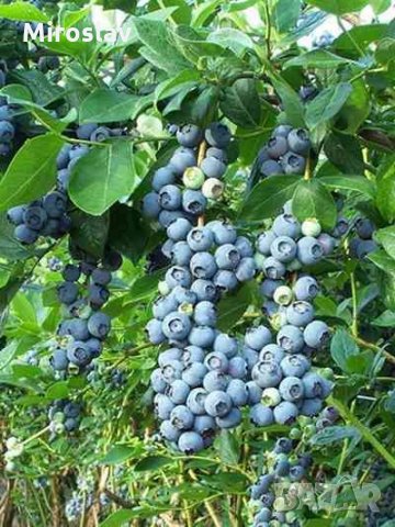 Американска черна Боровинка  (ПРОМОЦИЯ)