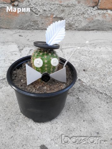 Коледен подарък-кактус с декорация, снимка 3 - Стайни растения - 11177812