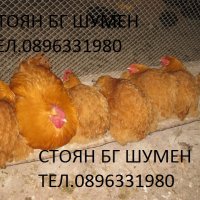 ПРОДАВАМ ЯЙЦА ЗА ЛЮПЕНЕ И ПИЛЕТА ОТ ЕЛИТЕН ЖЪЛТ ОРПИНГТОН, снимка 2 - Кокошки и пуйки - 18880831