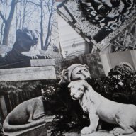 Лот от картички "львы стерегут город" 24 картички 1979г., снимка 5 - Други ценни предмети - 11498030