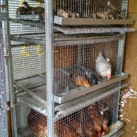 Оборудвани клетки за пъдпъдъци и кокошки, снимка 13 - Кокошки и пуйки - 18150061